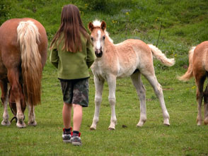 animal communication image