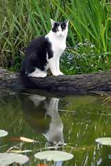 img: cat 