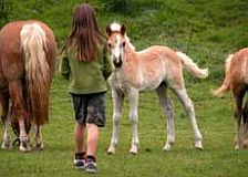 animal - image