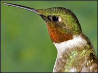 bird