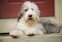 dog image