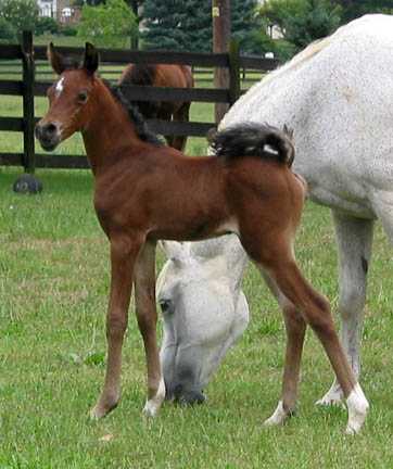 foal peeking