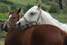 img:horses